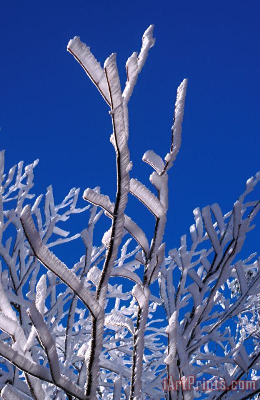 Others Snow And Ice Coated Branches Art Print