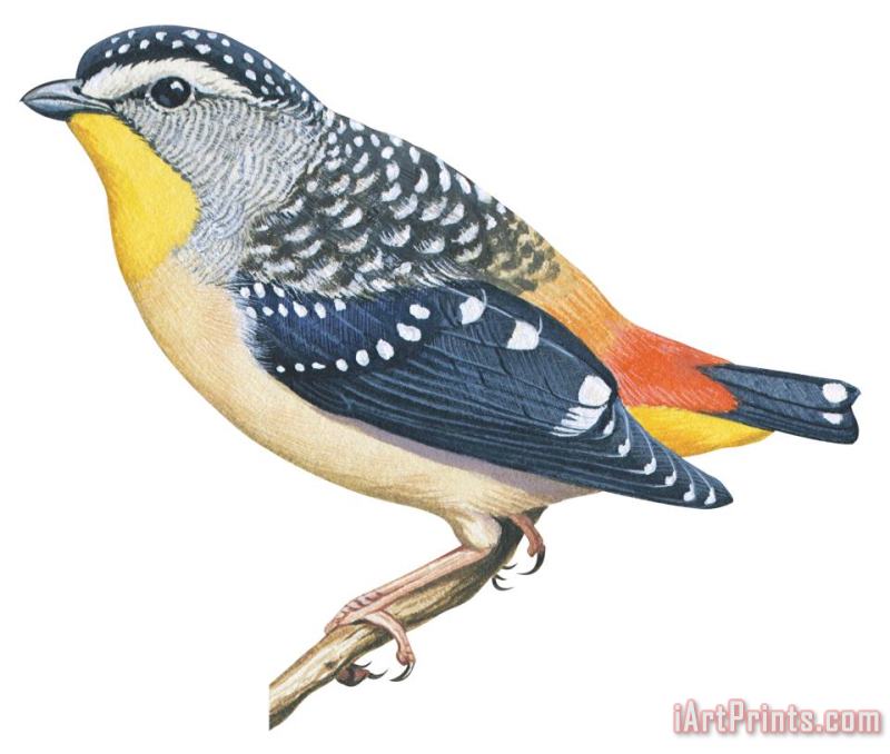 Spotted Diamondbird painting - Others Spotted Diamondbird Art Print