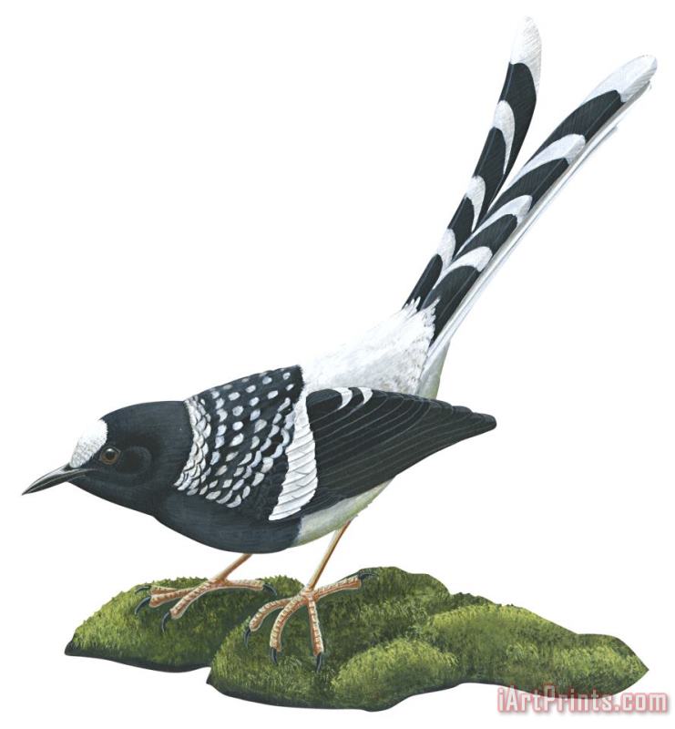 Others Spotted Forktail Art Print