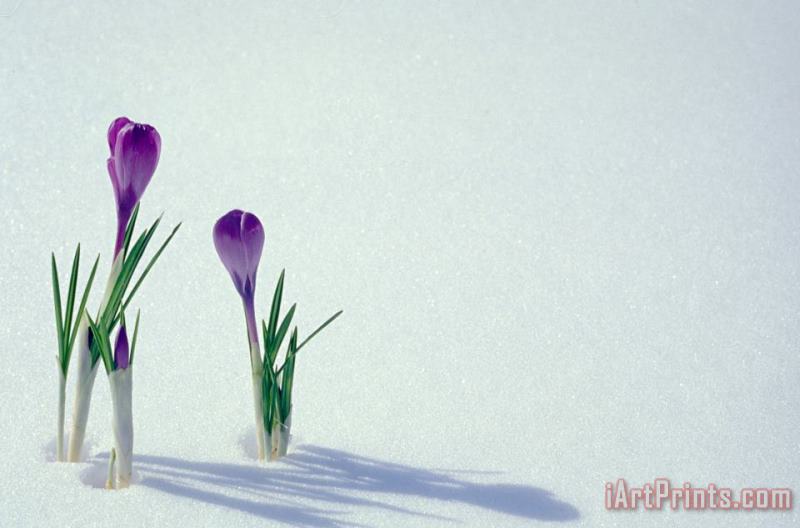 Spring Crocuses In Snow painting - Others Spring Crocuses In Snow Art Print