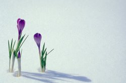 Others Spring Crocuses In Snow painting