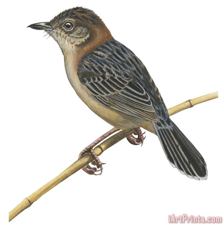 Others Stout Cisticola Art Painting