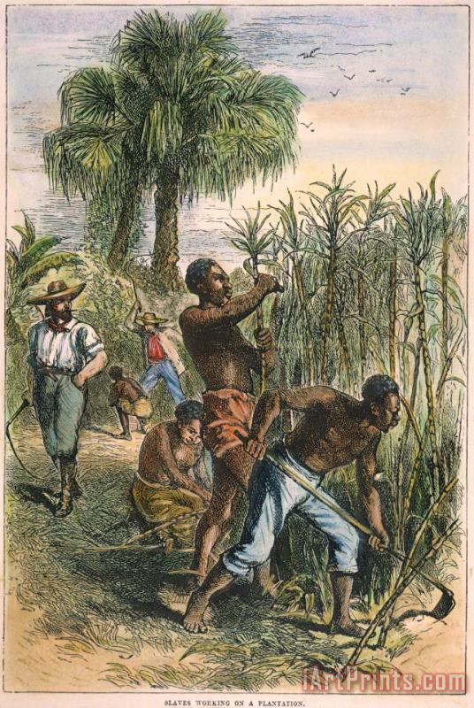 Sugar Plantation painting - Others Sugar Plantation Art Print