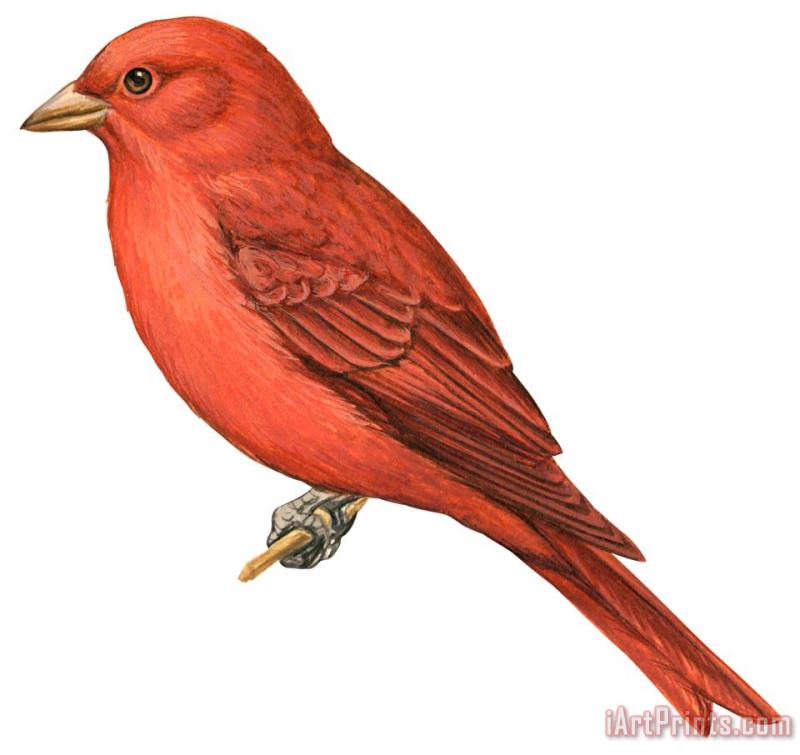 Summer Tanager painting - Others Summer Tanager Art Print