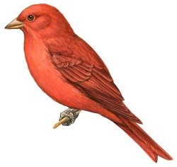 Others Summer Tanager painting