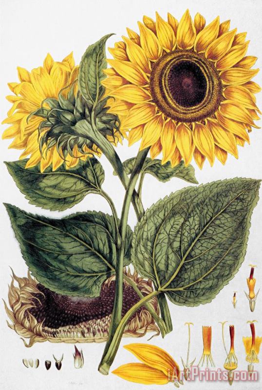 Sunflower painting - Others Sunflower Art Print