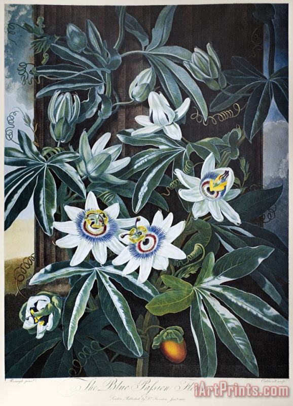 Thornton: Passion-flower painting - Others Thornton: Passion-flower Art Print