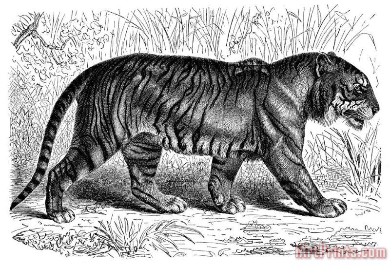 Others Tiger Art Print