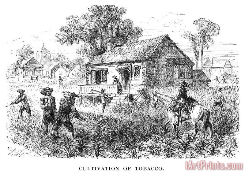 Others Tobacco Plantation Art Painting