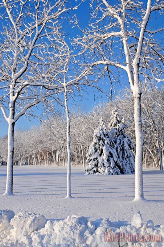 Others Trees In Snow Wisconsin Art Print
