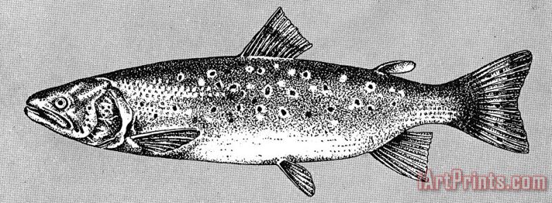 Others Trout Art Print