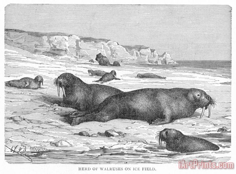 Walruses On Ice Field painting - Others Walruses On Ice Field Art Print