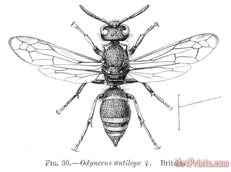 Others Wasp Art Print