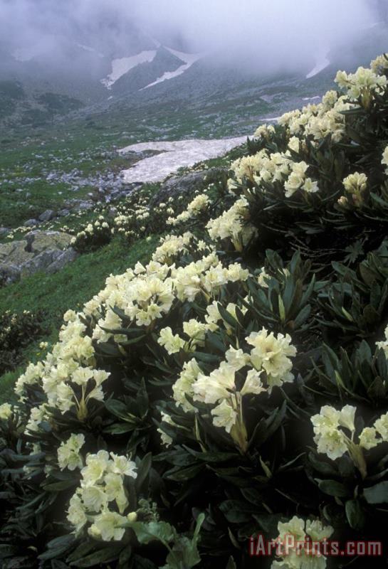 Others Wild Rhododendrons On A Hillside Art Print