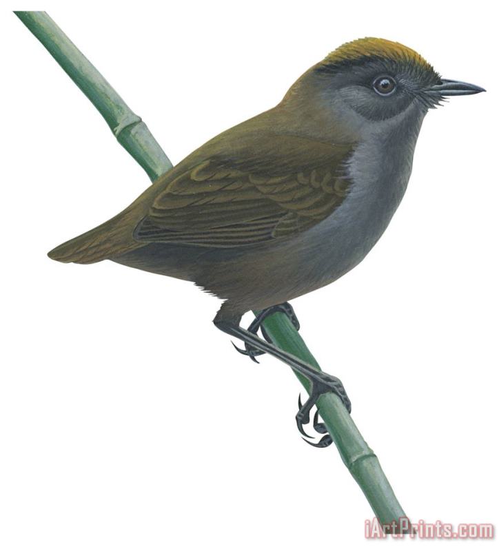 Wrenthrush painting - Others Wrenthrush Art Print