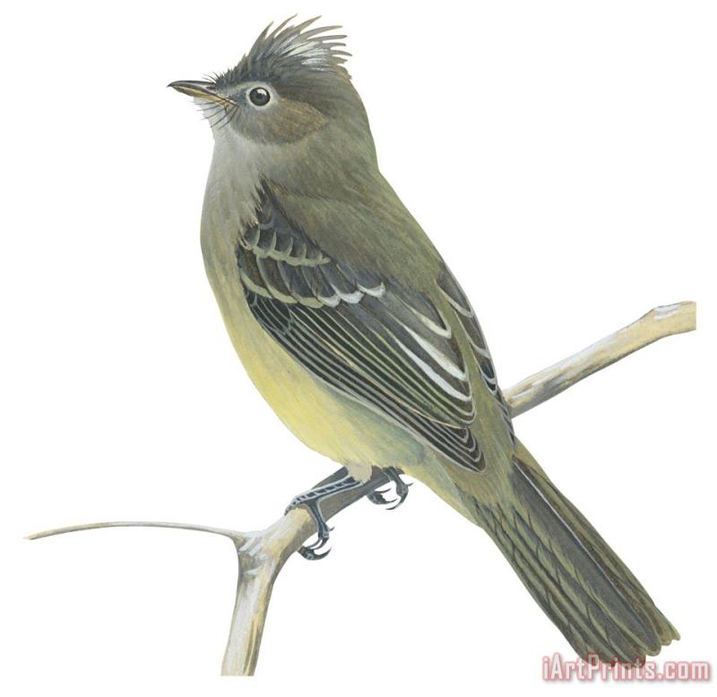 Others Yellow Bellied Elaenia Art Painting