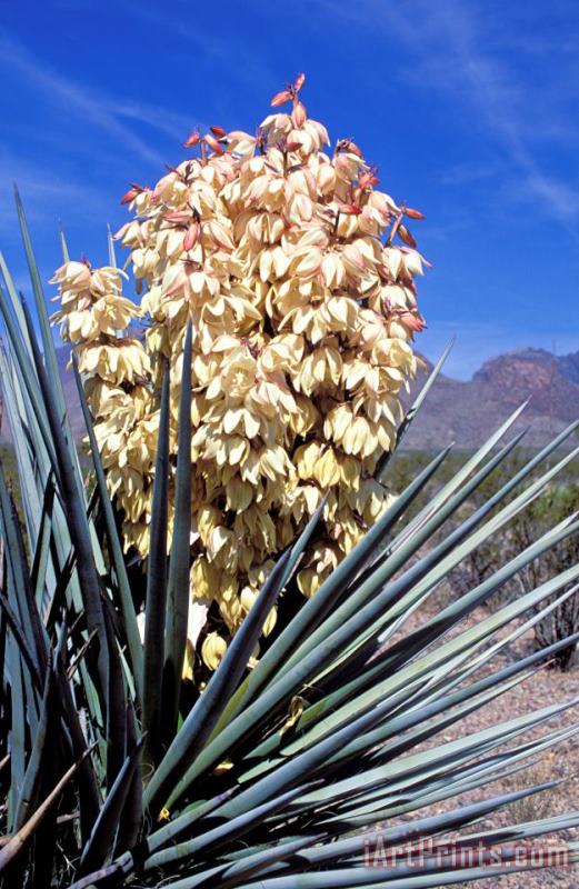 Others Yucca Plant In Bloom Art Painting