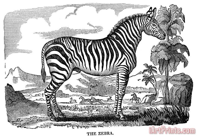 Zebra painting - Others Zebra Art Print