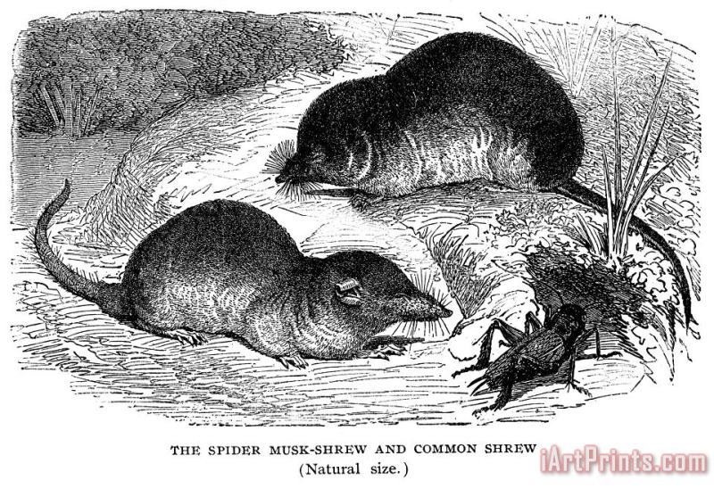 Others Zoology: Shrew Art Print