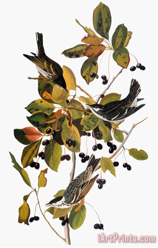 John James Audubon Audubon Warbler painting - Pablo Picasso John James Audubon Audubon Warbler Art Print