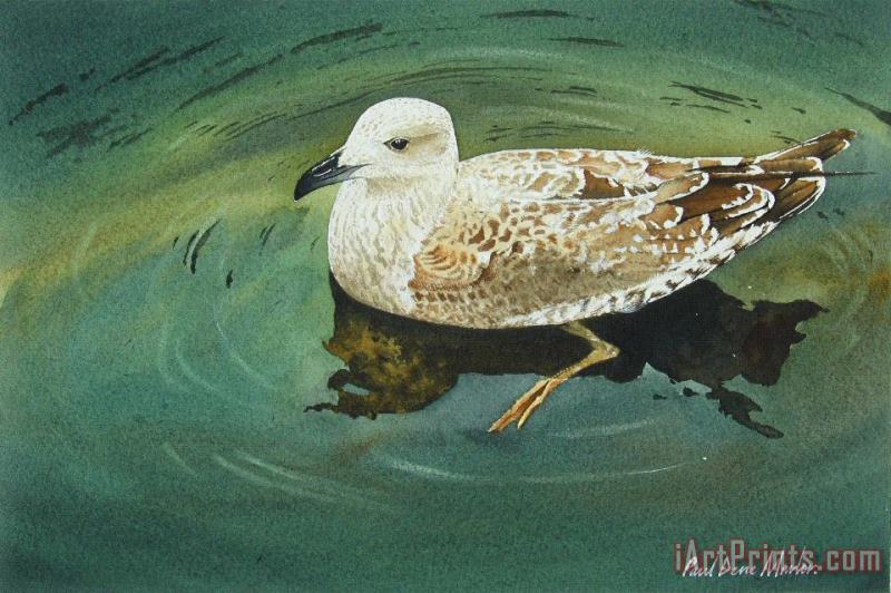 Black Backed Gull painting - Paul Dene Marlor Black Backed Gull Art Print
