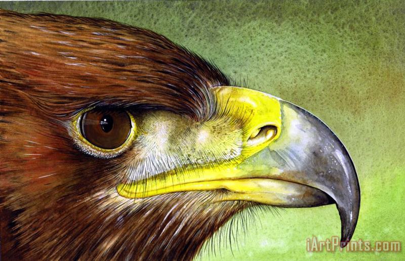 Paul Dene Marlor Golden Eagle Art Print