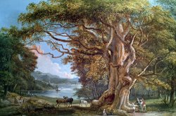 Paul Sandby An Ancient Beech Tree
