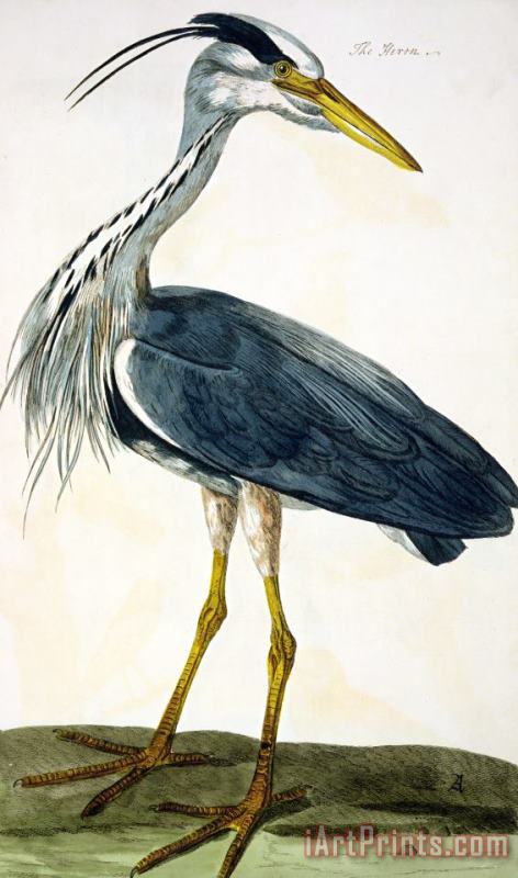 The Heron painting - Peter Paillou The Heron Art Print