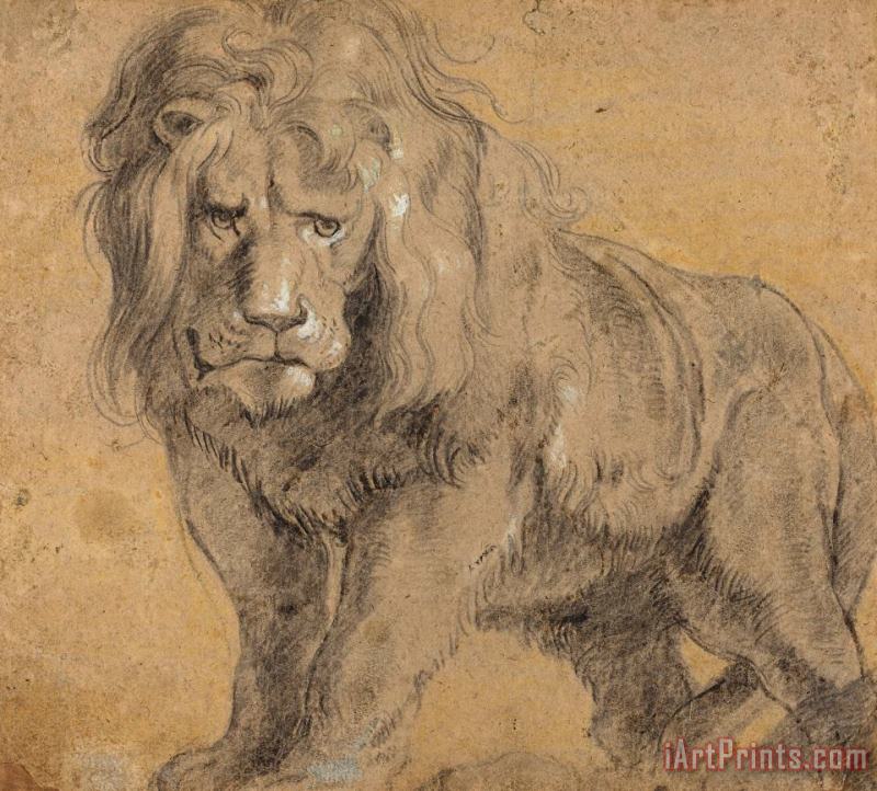 Lion painting - Peter Paul Rubens Lion Art Print