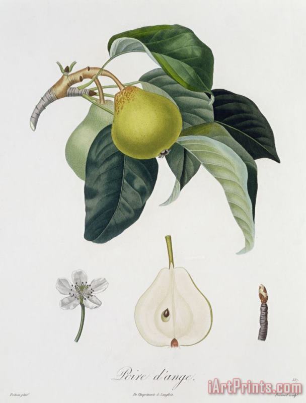 Pierre Antoine Poiteau Pear Art Painting