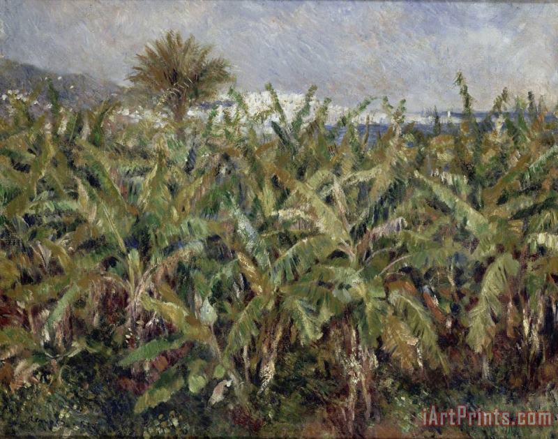 Field of Banana Trees painting - Pierre Auguste Renoir Field of Banana Trees Art Print