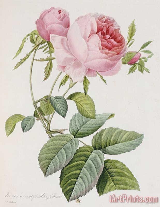 Pierre Joesph Redoute Rose Art Painting