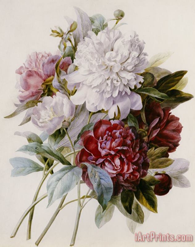 A Bouquet Of Red Pink And White Peonies painting - Pierre Joseph Redoute A Bouquet Of Red Pink And White Peonies Art Print