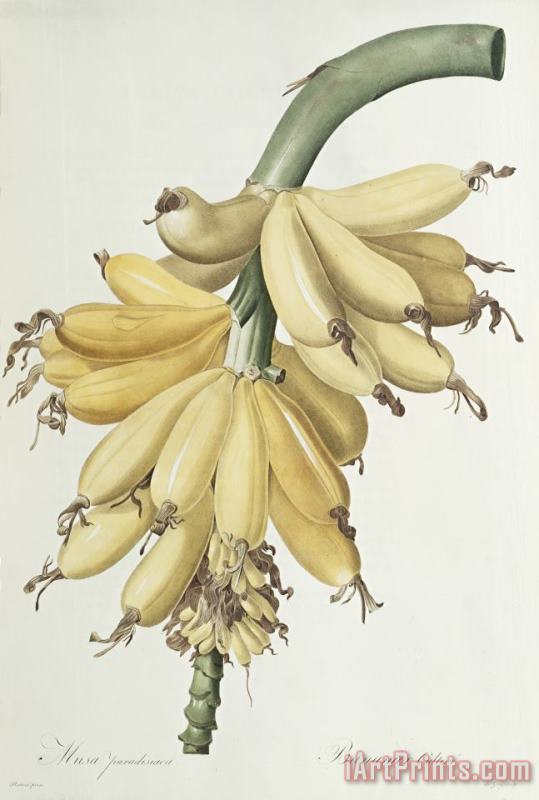 Pierre Joseph Redoute Bananas Art Painting