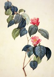 Pierre Joseph Redoute Camellia Japonica