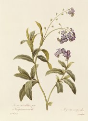 Pierre Joseph Redoute Forget Me Not