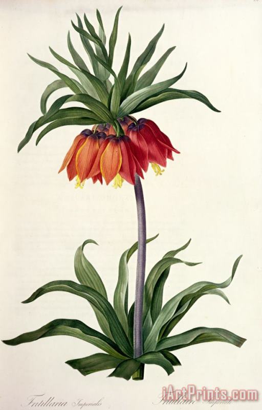 Fritillaria Imperialis painting - Pierre Joseph Redoute Fritillaria Imperialis Art Print