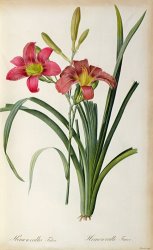 Pierre Joseph Redoute Hemerocallis fulva