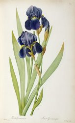 Pierre Joseph Redoute Iris Germanica