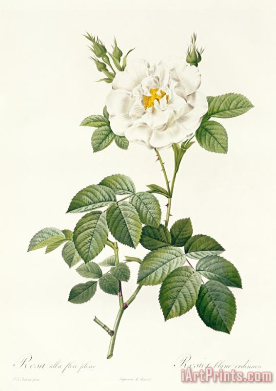 Pierre Joseph Redoute Rosa Alba flore pleno Art Print