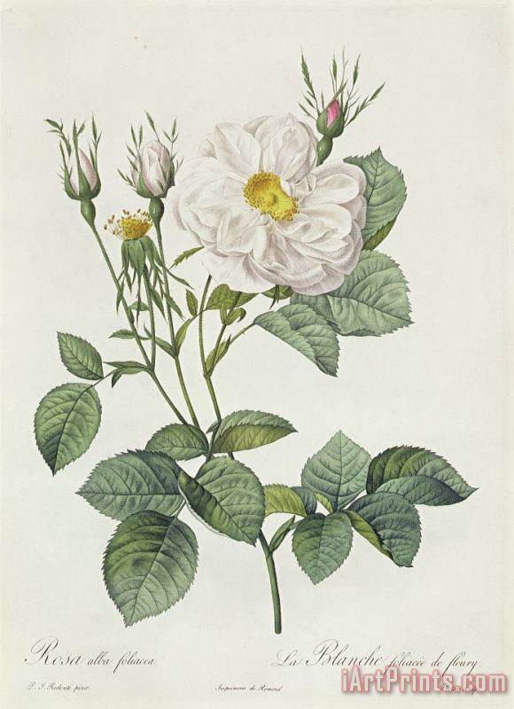 Pierre Joseph Redoute Rosa Alba Foliacea Art Print