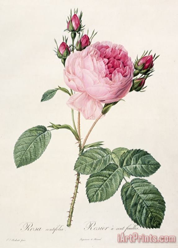 Rosa Centifolia painting - Pierre Joseph Redoute Rosa Centifolia Art Print