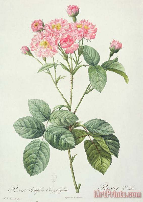 Pierre Joseph Redoute Rosa Centifolia Caryophyllea Art Painting