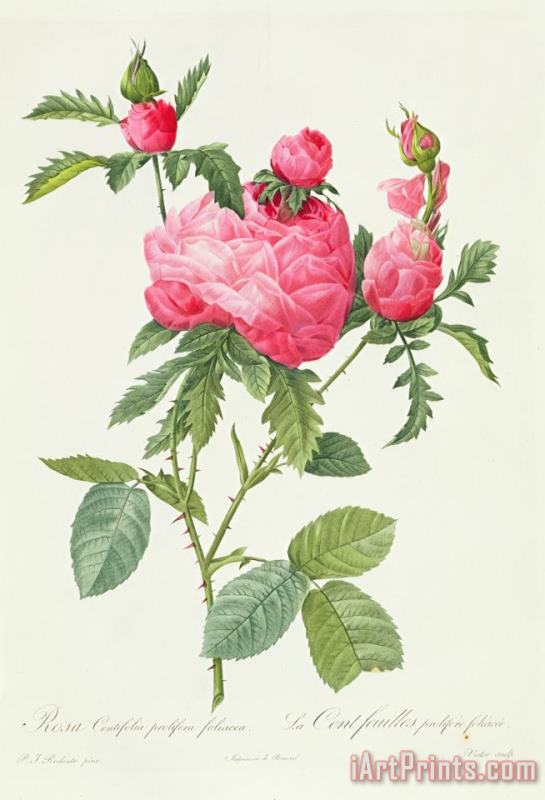 Pierre Joseph Redoute Rosa Centifolia Prolifera Foliacea Art Painting