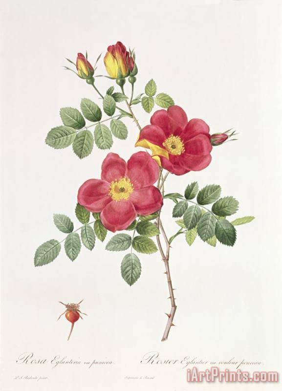 Pierre Joseph Redoute Rosa Eglantera Punicea Art Print