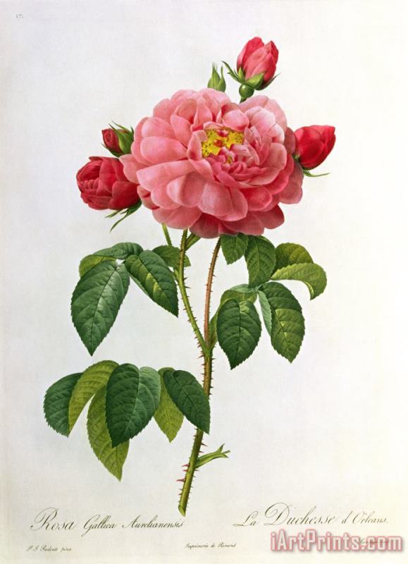 Pierre Joseph Redoute Rosa Gallica Aurelianensis Art Print