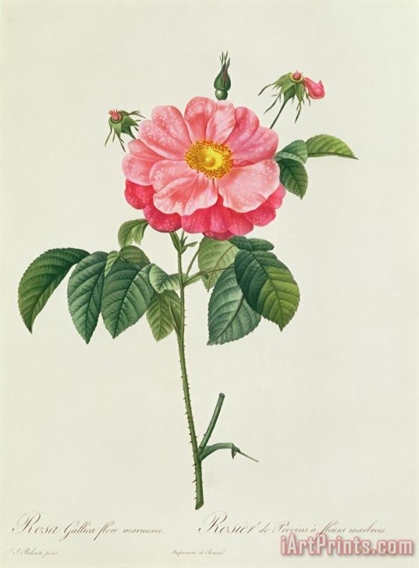 Pierre Joseph Redoute Rosa Gallica Flore Marmoreo Art Print