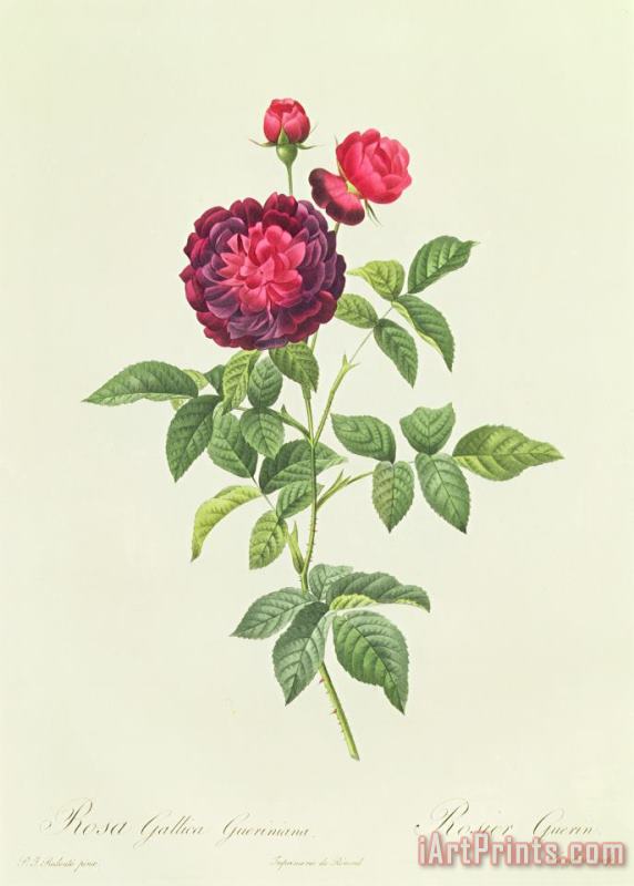 Rosa Gallica Gueriniana painting - Pierre Joseph Redoute Rosa Gallica Gueriniana Art Print