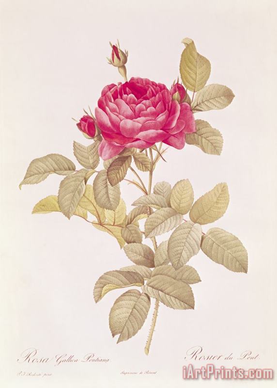 Pierre Joseph Redoute Rosa Gallica Pontiana Art Print