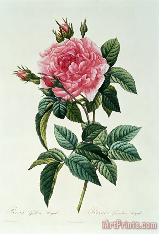 Rosa Gallica Regalis painting - Pierre Joseph Redoute Rosa Gallica Regalis Art Print